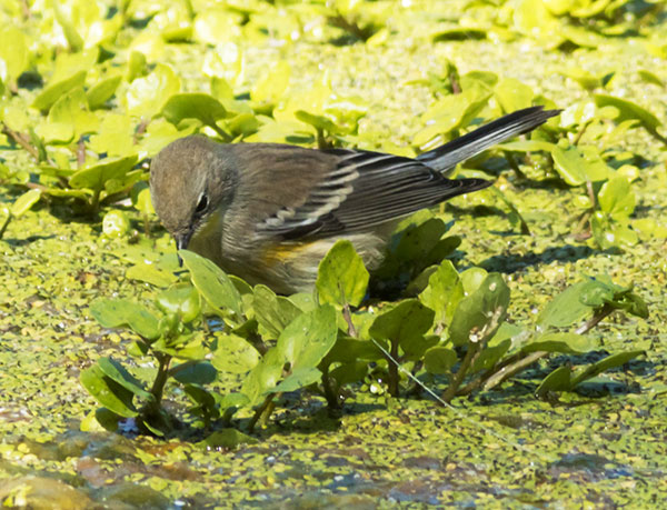 Yellow-rumped Warbler Dendroica coronata