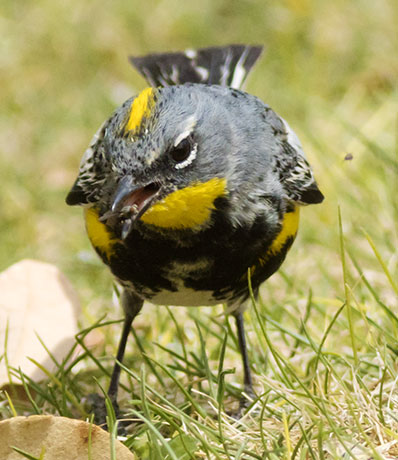 Yellow-rumped Warbler Dendroica coronata