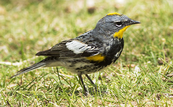 Yellow-rumped Warbler Dendroica coronata