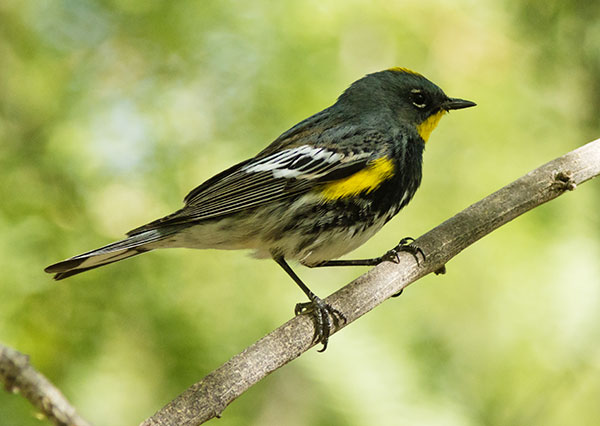 Yellow-rumped Warbler Dendroica coronata