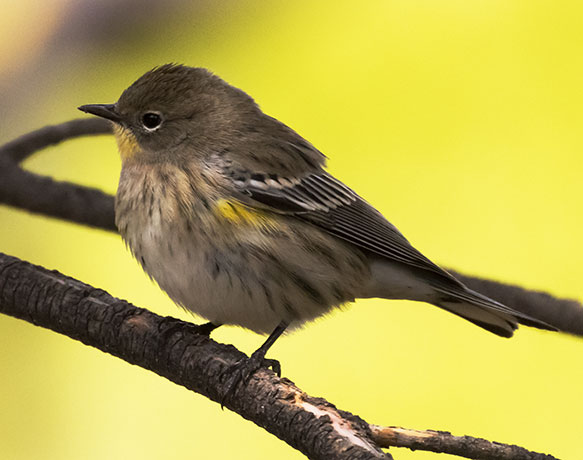 Yellow-rumped Warbler Dendroica coronata