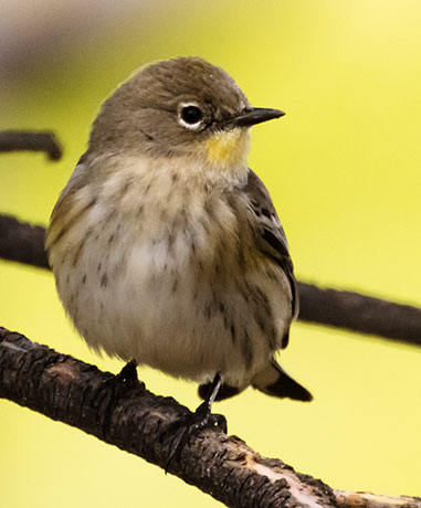Yellow-rumped Warbler Dendroica coronata