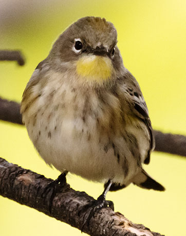 Yellow-rumped Warbler Dendroica coronata