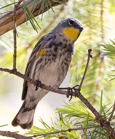 Yellow-rumped Warbler Dendroica coronata