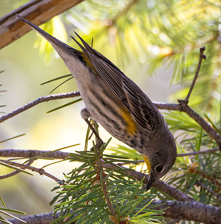 Yellow-rumped Warbler Dendroica coronata