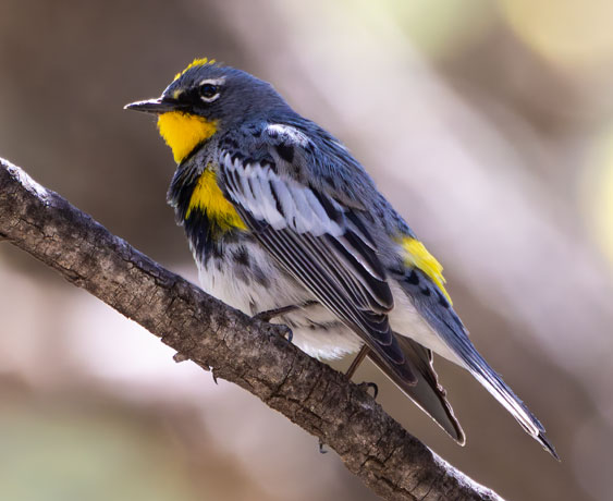 Yellow-rumped Warbler Dendroica coronata