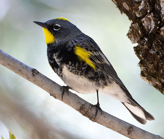 Yellow-rumped Warbler Dendroica coronata