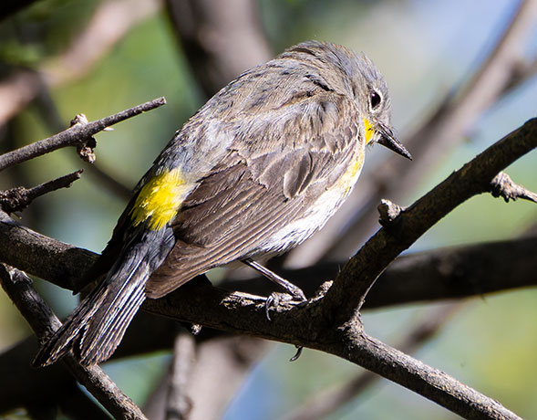 Yellow-rumped Warbler Dendroica coronata