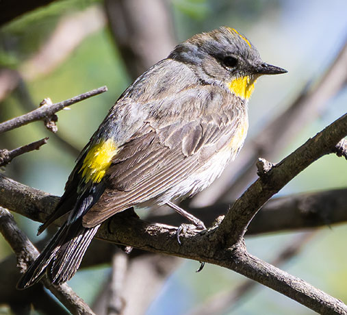 Yellow-rumped Warbler Dendroica coronata