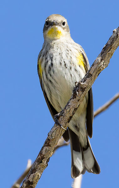 Yellow-rumped Warbler Dendroica coronata
