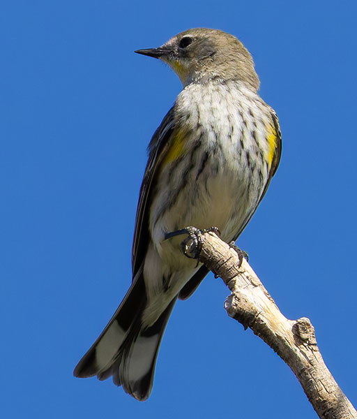 Yellow-rumped Warbler Dendroica coronata