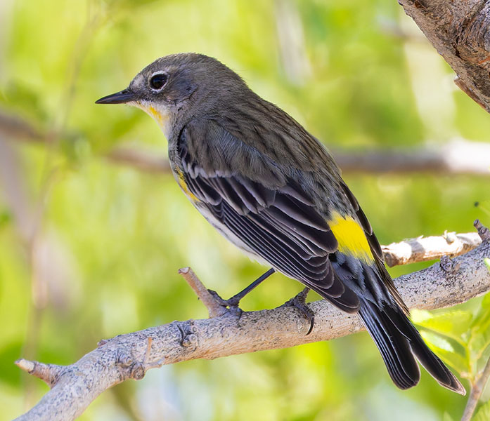 Yellow-rumped Warbler Dendroica coronata