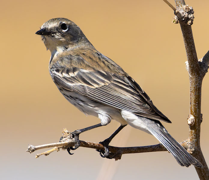 Yellow-rumped Warbler Dendroica coronata
