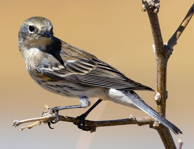 Yellow-rumped Warbler Dendroica coronata