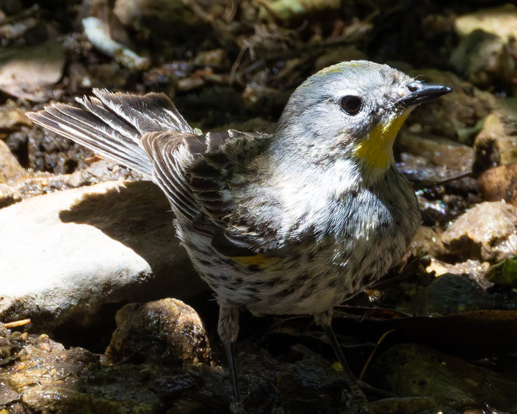 Yellow-rumped Warbler Dendroica coronata