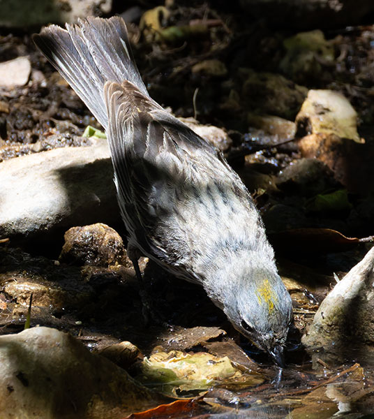 Yellow-rumped Warbler Dendroica coronata