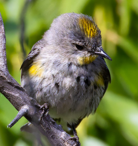 Yellow-rumped Warbler Dendroica coronata