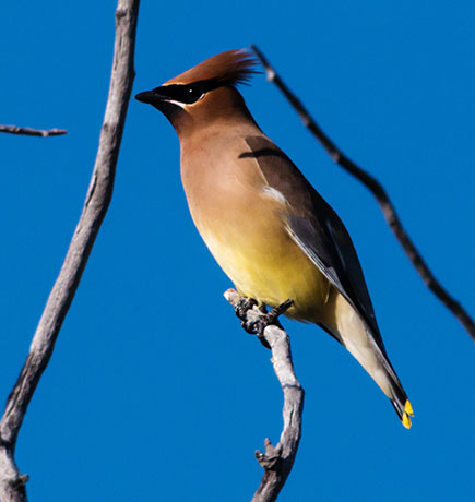 Cedar Waxwing Bombycilla cedrorum