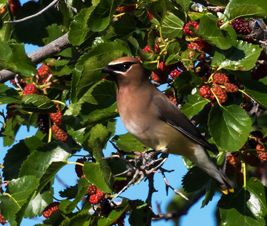 Cedar Waxwing Bombycilla cedrorum