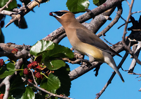 Cedar Waxwing Bombycilla cedrorum