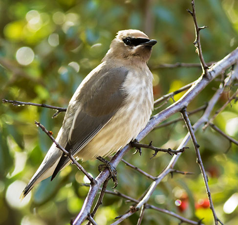 Cedar Waxwing Bombycilla cedrorum