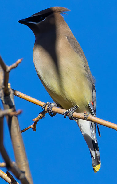 Cedar Waxwing Bombycilla cedrorum