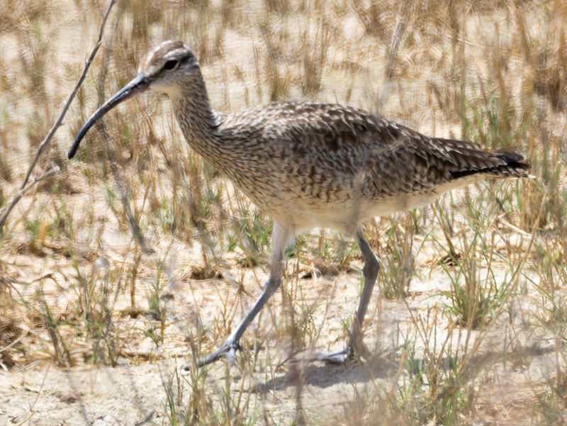Hudsonian Whimbrel Numenius hudsonicus  