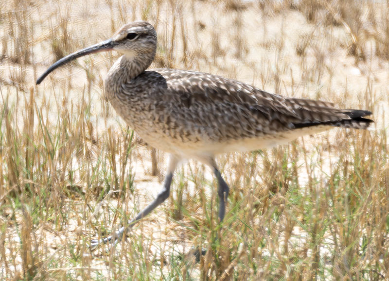 Hudsonian Whimbrel Numenius hudsonicus  