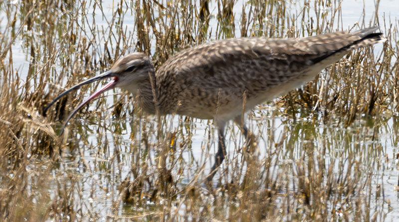 Hudsonian Whimbrel Numenius hudsonicus  