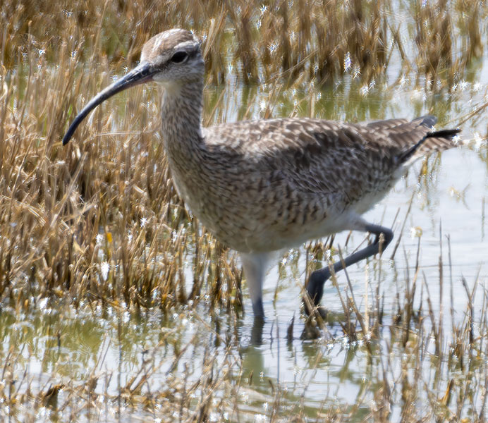 Hudsonian Whimbrel Numenius hudsonicus  