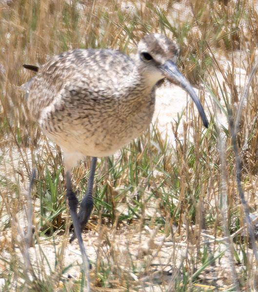 Hudsonian Whimbrel Numenius hudsonicus  