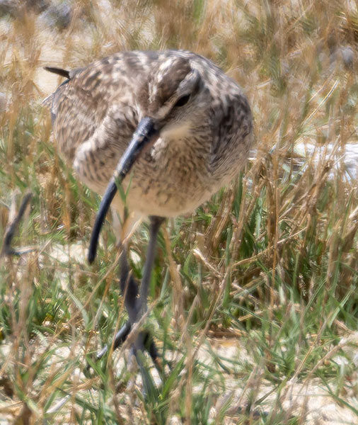Hudsonian Whimbrel Numenius hudsonicus  
