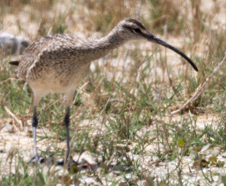 Hudsonian Whimbrel Numenius hudsonicus  