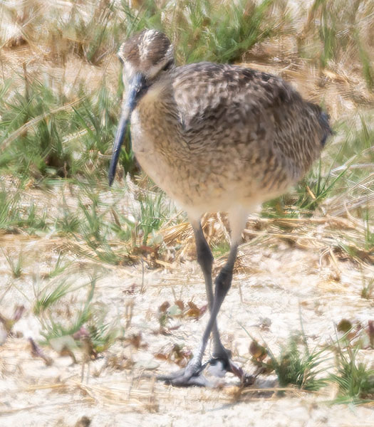 Hudsonian Whimbrel Numenius hudsonicus  