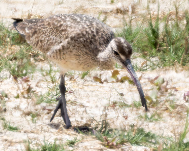 Hudsonian Whimbrel Numenius hudsonicus  