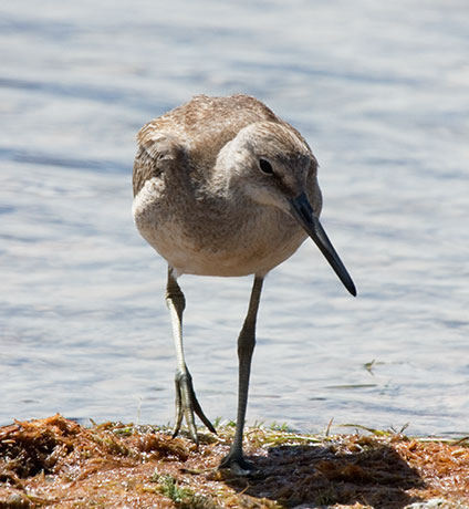 Willet Catoptrophorus semipalmatus 