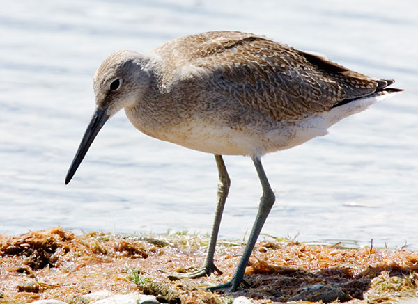 Willet Catoptrophorus semipalmatus 