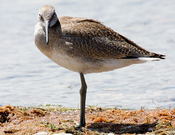 Willet Catoptrophorus semipalmatus 