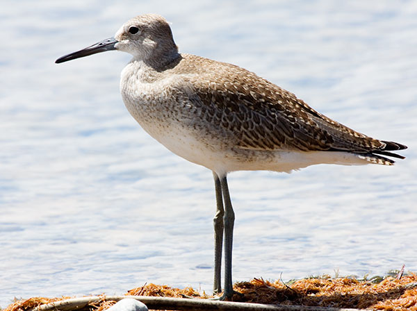 Willet Catoptrophorus semipalmatus 