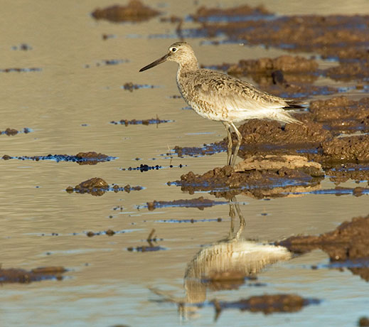 Willet Catoptrophorus semipalmatus 