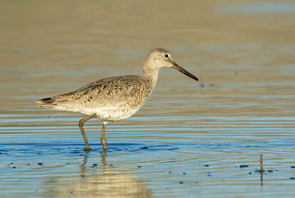 Willet Catoptrophorus semipalmatus 