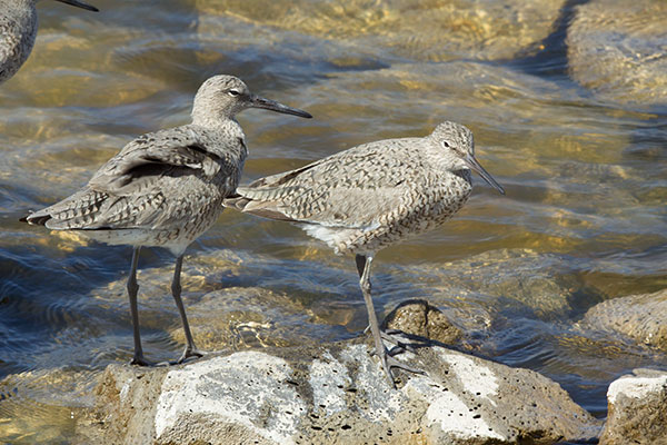 Willet Catoptrophorus semipalmatus 