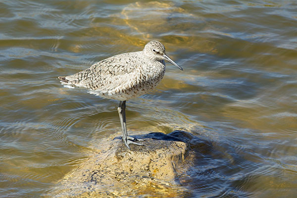 Willet Catoptrophorus semipalmatus 