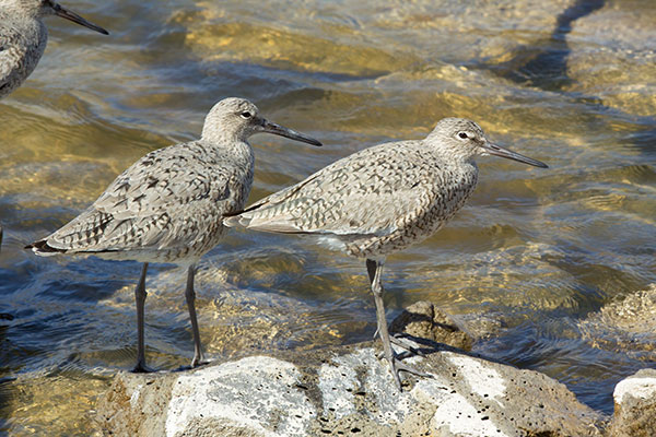 Willet Catoptrophorus semipalmatus 