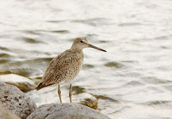 Willet Catoptrophorus semipalmatus 