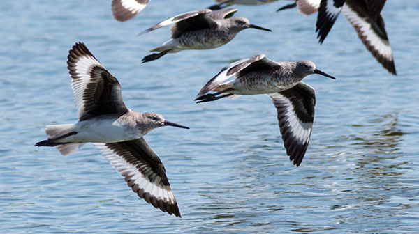 Willet Catoptrophorus semipalmatus 