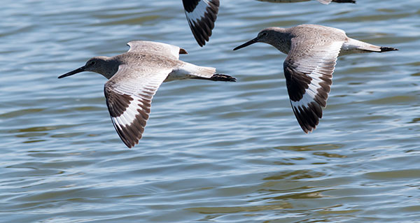 Willet Catoptrophorus semipalmatus 