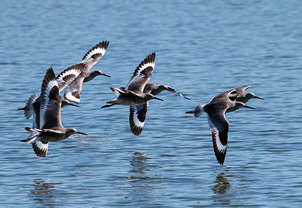 Willet Catoptrophorus semipalmatus 