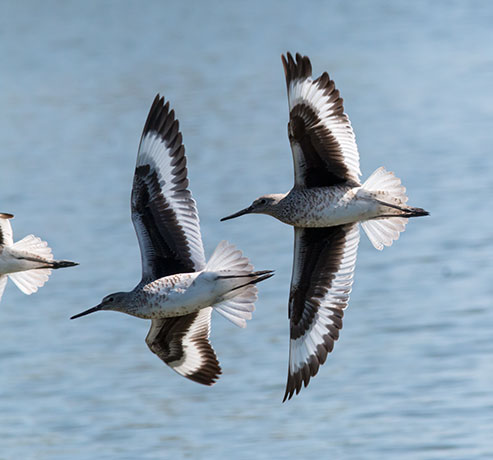 Willet Catoptrophorus semipalmatus 