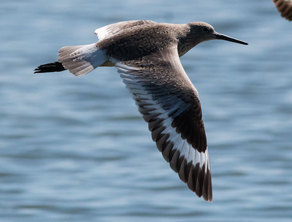 Willet Catoptrophorus semipalmatus 